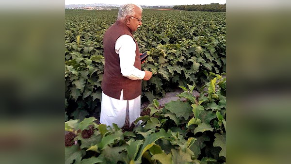 Farmers will get Rs 4000 per acre if they grow other crops instead of millet Farmers will get Rs 4000 per acre if they grow other crops instead of millet