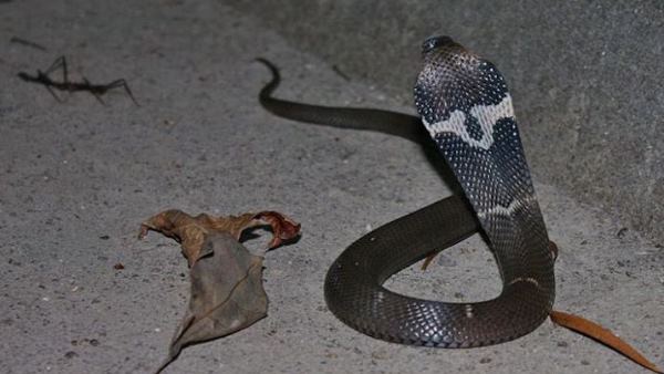 न्यूरोटॉक्सिक जहर बना जानलेवा न्यूरोटॉक्सिक जहर बना जानलेवा