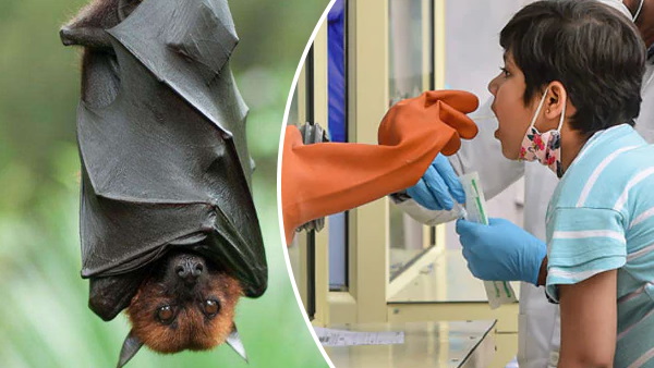 नए खतरनाक वायरस ने दी दस्तक