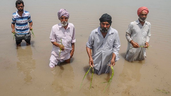 crop damage due to heavy rainfall