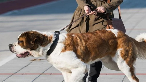 कुत्ते की वजह से महिला को जाना पड़ा जेल कुत्ते की वजह से महिला को जाना पड़ा जेल