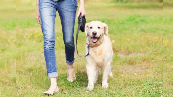 चेतावनी के बाद भी कुत्ते को नहीं बांधा चेतावनी के बाद भी कुत्ते को नहीं बांधा