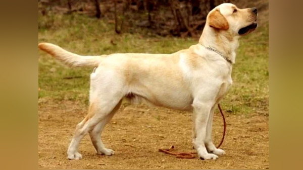 घर का पता और आईडी भूल गई थीं डोरा घर का पता और आईडी भूल गई थीं डोरा