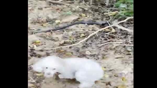 मुर्गी को मिला पालतू कुत्ते का साथ