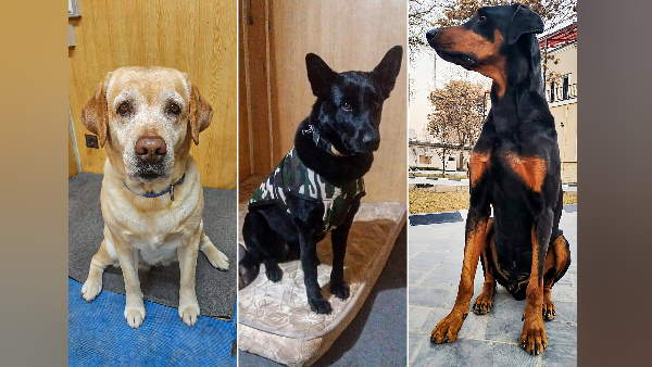 काबुल से एयरलिफ्ट किए गए तीनों स्निफर डॉग