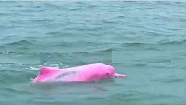 दुर्लभ कैटफिश मछली दुर्लभ कैटफिश मछली