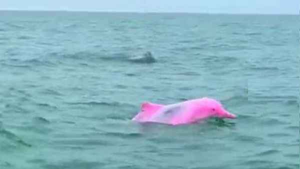 गुलाबी रंग की डॉलफिन को देखकर लोग पूछ रहे ये सवाल 