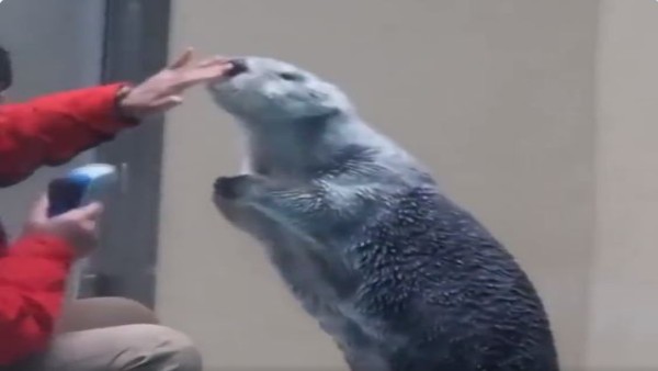 देखने लायक है ऊदबिलाव की प्रतिक्रिया