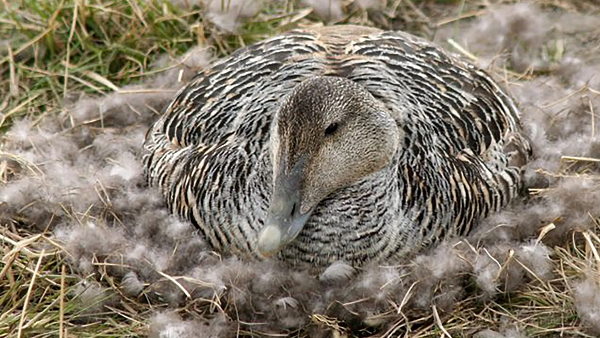 पंख इकट्ठा करना आइसलैंड में स्थानीय लोगों के लिए रोजगार का एक स्रोत है