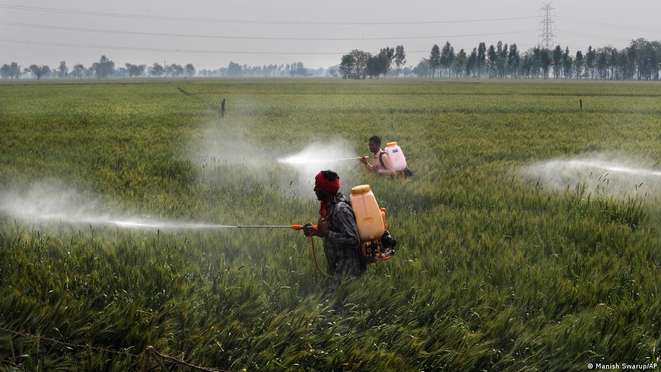 उत्तर भारत में खेती में कीटनाशकों को खूब इस्तेमाल होता है