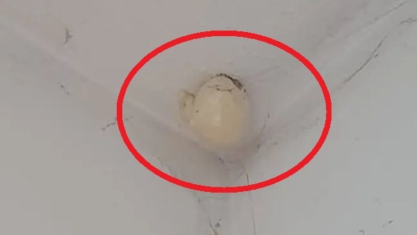 अलमारी के अंदर मिला