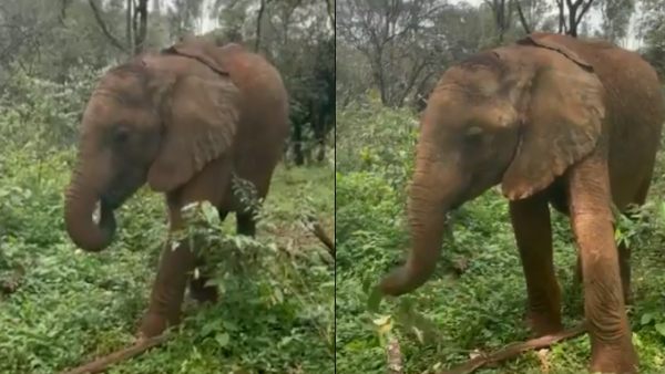  हाथी का सूंड के साथ हुनर