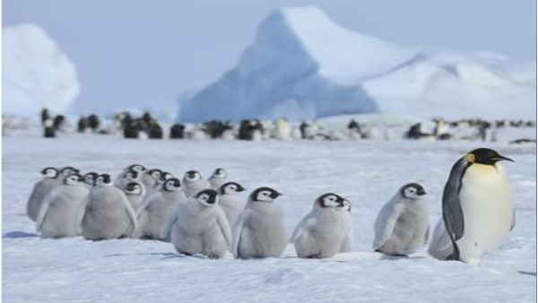 दुनिया भर में 650,000 हैं एम्‍परर पेंगुइन