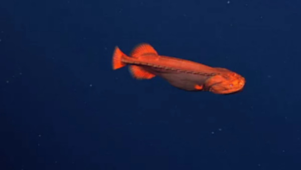 1895 पहली बार खोजी गई थी