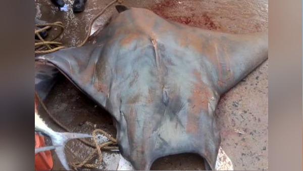 दीघा समुद्री तट पर जांच करेंगे एक्सपर्ट्स