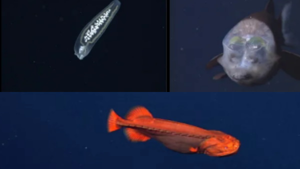 समुद्र की गहराइयों में दुर्लभ व्हेलफिश