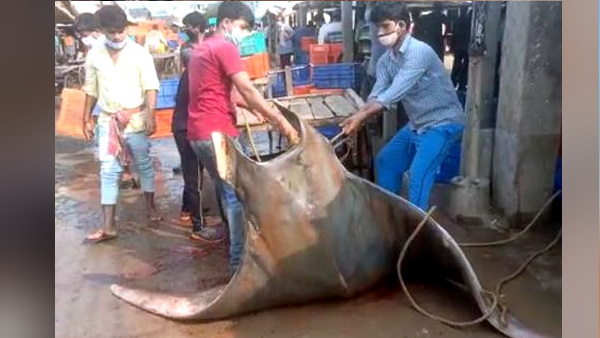 पिछले साल भी पकड़ी गई थी ऐसी ही मछली