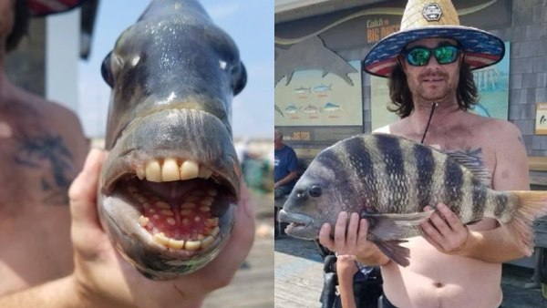 क्या है इसका नाम?