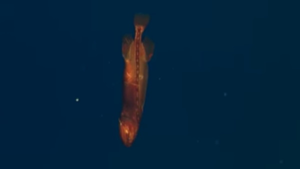 34 साल में सिर्फ 18 बार देखी गई