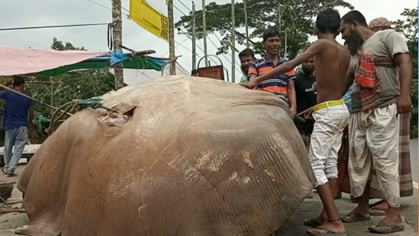 मछली को बेच मछुआरे बने मालामाल