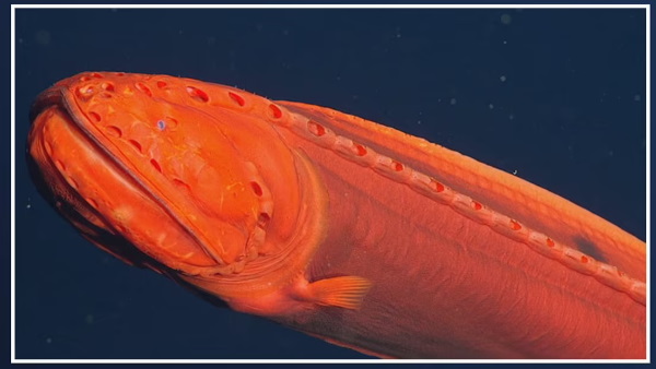 चमकीला नारंगी रंग देख यूजर्स हैरान