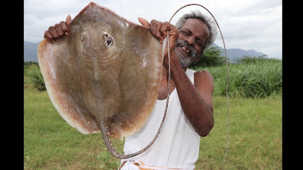 बंगाल की खाड़ी में पकड़ी गई 400 Kg की मछली