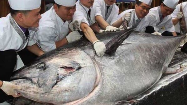 ...जब मिली दैत्याकार मछली