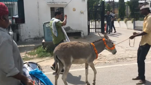 ढोलक बजाया, गधे को फूल माला पहनाई