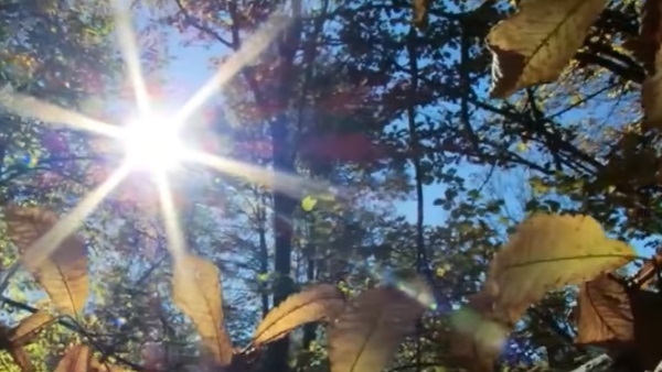 सूर्य की रोशनी भी है जरूरी सूर्य की रोशनी भी है जरूरी