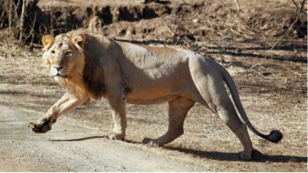 बच्चे को घसीटकर ले जा रहा था शेर बच्चे को घसीटकर ले जा रहा था शेर