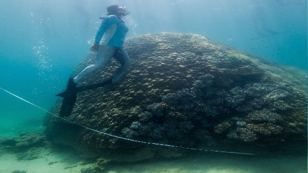 80 चक्रवातों का किया कोरल ने सामना