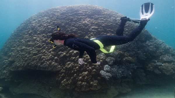 मूंगा धांबी जैसे कोरल की सुरक्षा करना जरूरी