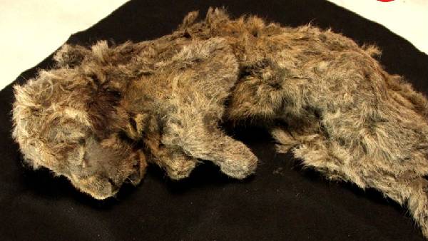 मौत के वक्त 'मादा' शावक दो महीने की थी