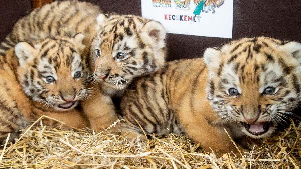 2017 और 2018 के बीच की गई थी खोज 