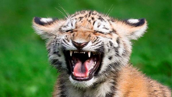 बोरिस 43,448 साल पुराना