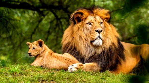 कई देशों के राष्ट्रीय पशु हैं शेर कई देशों के राष्ट्रीय पशु हैं शेर