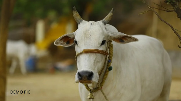 अखिलेश को तैरना नहीं आता था