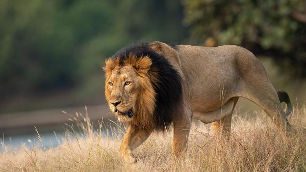 30000 वर्ग किमी का है शेरों का इलाका 30000 वर्ग किमी का है शेरों का इलाका