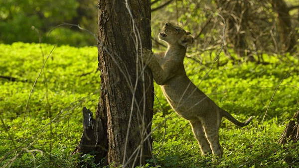 कभी वनकर्मियों ने खरोंच तक नहीं आने दी कभी वनकर्मियों ने खरोंच तक नहीं आने दी