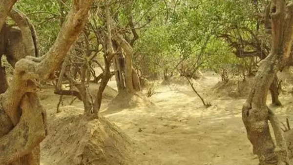 शाम होते ही जानवर भी बदल देते हैं अपना ठिकाना