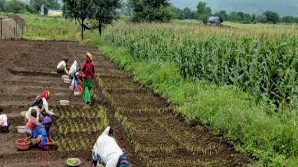 Government work on doubling the income of farmers, double benefit by cultivating onions after moong