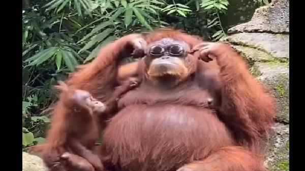 काले चश्मे में वनमानुष का टशन