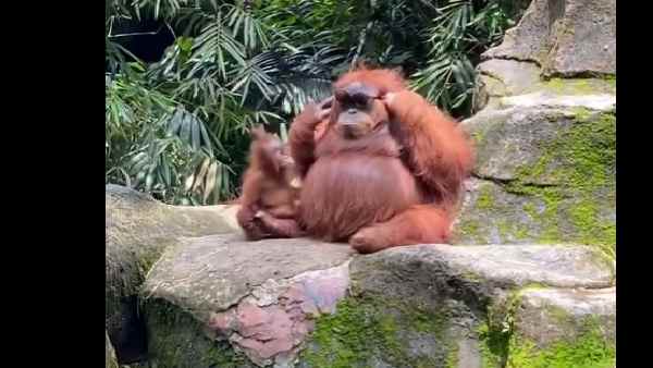 इंडोनेशिया के बोगोर तमान सफारी का मामला