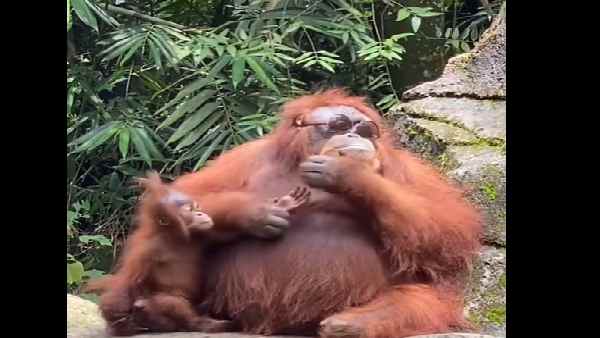 दर्शकों की ओर देखता रहा वनमानुष