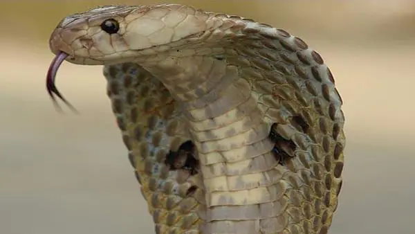 सांप के काटने के बाद मनीष की कुछ देर बात तबियत बिगड़ने लगी