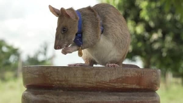 हर साल 600 मामले हर साल 600 मामले