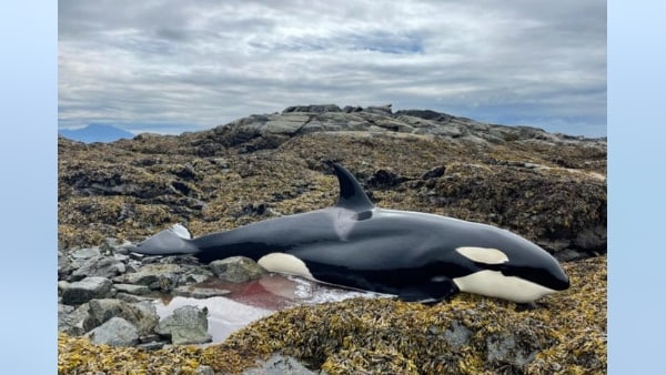 चट्टान के बीच फंस गई थी खूंखार व्हेल