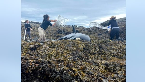 मछली की आंखों में थे आंसू