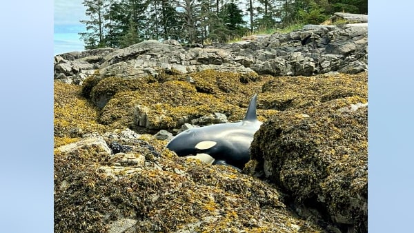 नाव में सवार लोगों की पड़ी व्हेल पर नजर