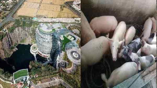 चीन में सुअरों को वीआईपी सुरक्षा